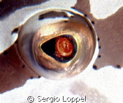 grouper's eye by Sergio Loppel 